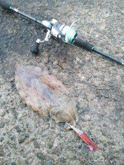 田ノ浦漁港でエギング、堤防の先端でコウイカヒット！