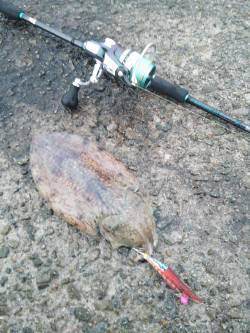 田ノ浦漁港でエギング、堤防の先端でコウイカ…