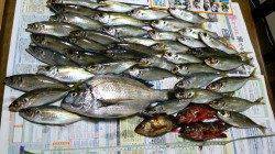 下津ピアーランド、アジ・チヌ・ガシラ・メバルなど多彩な釣果