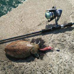 田ノ浦漁港でのエギング、コウイカ釣れています