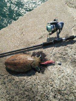 田ノ浦漁港でのエギング、コウイカ釣れています