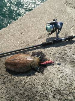 田ノ浦漁港でのエギング、コウイカ釣れていま…
