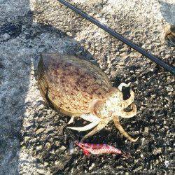 田ノ浦漁港でのエギング、コウイカ釣れています