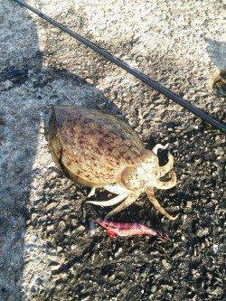 田ノ浦漁港でのエギング、コウイカ釣れています