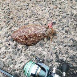 春休みで賑わう田ノ浦漁港、エギングでコウイカ&タコ