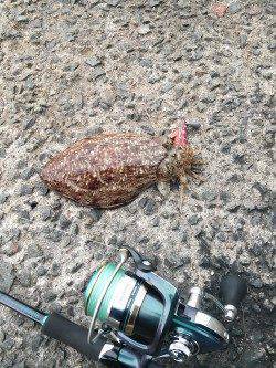 春休みで賑わう田ノ浦漁港、エギングでコウイカ&タコ