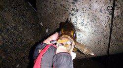 須磨でメバリング、シャローイマイチでディープ側でワインド♪