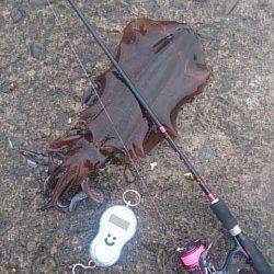 白浜周辺エギングでアオリ1290g〜春イカシーズン到来ですかね♪