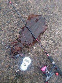 白浜周辺エギングでアオリ1290g〜春イカシーズン到来ですかね♪