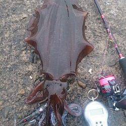 白浜周辺エギングでアオリ1290g〜春イカシーズン到来ですかね♪