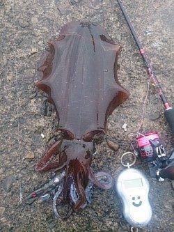 白浜周辺エギングでアオリ1290g〜春イカシーズン到来ですかね♪