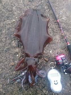 白浜周辺エギングでアオリ1290g〜春イカ…