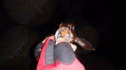 須磨でメバリング、シャローイマイチでディープ側でワインド♪