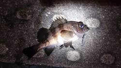 プラグで口つかってくれました♪　神戸空港メ…