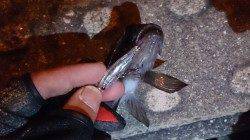 プラグで口つかってくれました♪　神戸空港メバリング