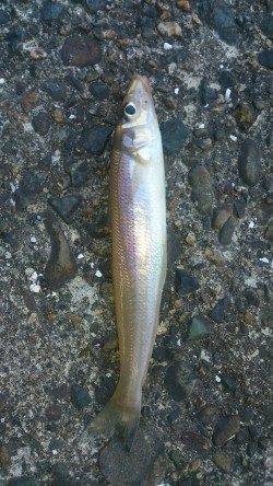 白灯台にて今年はじめてのキス ＼(^o^)／