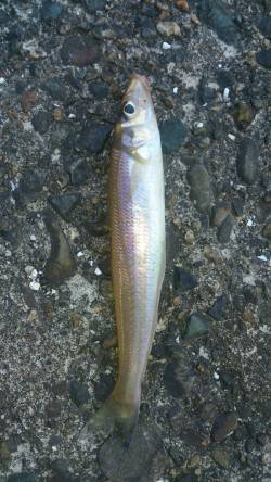 白灯台にて今年はじめてのキス ＼(^o^)…