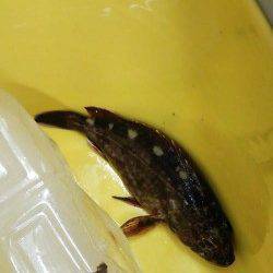 15時からの釣行　日が落ちてからガシラのアタリ