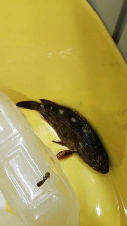 15時からの釣行　日が落ちてからガシラのア…