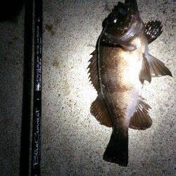 神戸空港ボトムワインドでメバル&ガシラ