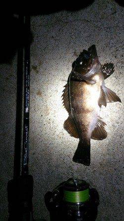 神戸空港ボトムワインドでメバル&ガシラ