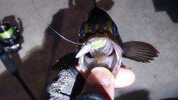 神戸空港ボトムワインドでメバル&ガシラ