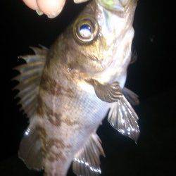 淡輪〜田尻にてメバリング