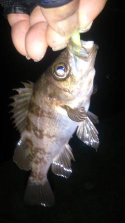 淡輪〜田尻にてメバリング