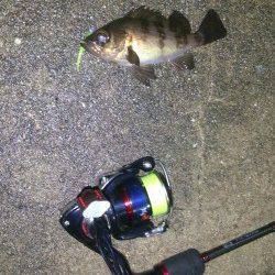 淡輪〜田尻にてメバリング