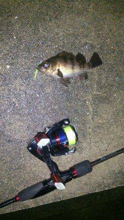 淡輪〜田尻にてメバリング