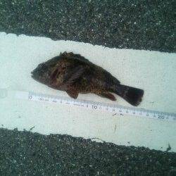 小島　穴釣りでムラソイがヒット