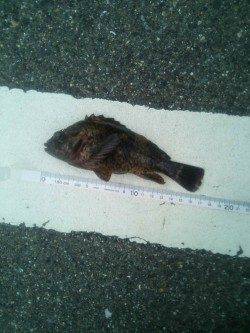 小島　穴釣りでムラソイがヒット