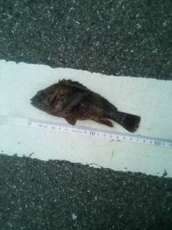 小島　穴釣りでムラソイがヒット