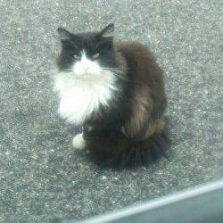 小島　穴釣りでムラソイがヒット