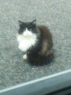 小島　穴釣りでムラソイがヒット