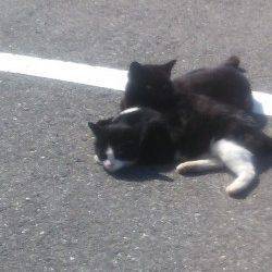 小島でのガシリング釣果