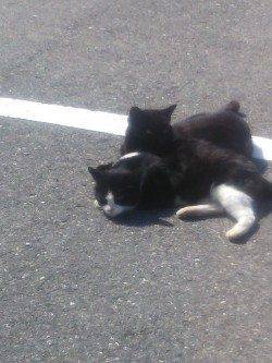 小島でのガシリング釣果