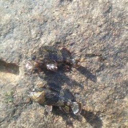 小島漁港ワームで穴釣り〜ガシラ・ソイ