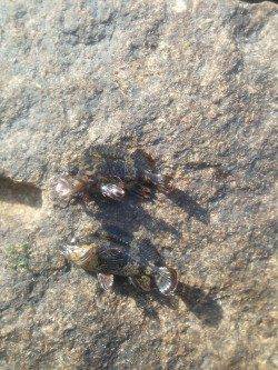 小島漁港ワームで穴釣り〜ガシラ・ソイ