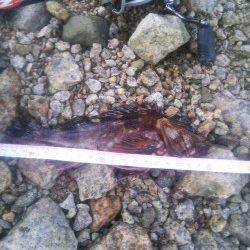 小島漁港ワームで穴釣り〜ガシラ・ソイ