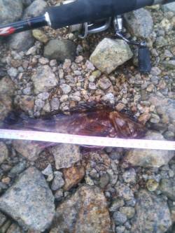 小島でのガシリング釣果