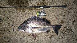 津居山港のブリームゲームで53cmのビッグフィッシュ！！