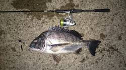 津居山港のブリームゲームで53cmのビッグ…