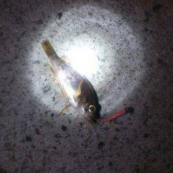 【小島で根魚ゲームの一日】朝〜夕方ワームで穴釣り&夜メバリング