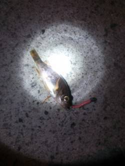 【小島で根魚ゲームの一日】朝〜夕方ワームで…