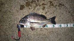 津居山港のブリームゲームで53cmのビッグフィッシュ！！