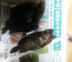 【小島で根魚ゲームの一日】朝〜夕方ワームで穴釣り&夜メバリング