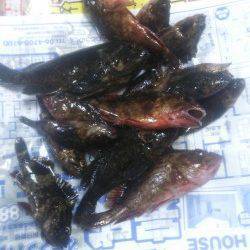 淡路島・仮屋でルアー感覚の根魚釣り〜ガシラ&ソイ