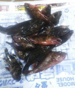 淡路島・仮屋でルアー感覚の根魚釣り〜ガシラ…