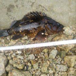 ジグヘッドワームで穴釣り、小島漁港のソイ&ガシラ釣果